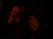 SDC13789.JPG